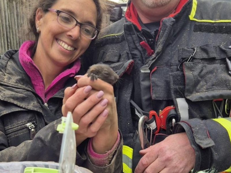 FW-M: Eichhörnchen in Not (Waldtrudering) - Foto: presseportal.de