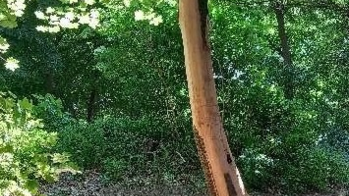 POL-DH: --- Bassum - Bäume auf Schulgelände mutwillig beschädigt --- - Foto: presseportal.de