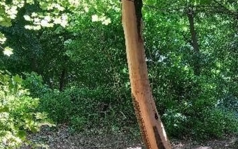 POL-DH: --- Bassum - Bäume auf Schulgelände mutwillig beschädigt --- - Foto: presseportal.de