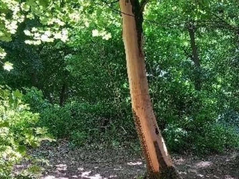 POL-DH: --- Bassum - Bäume auf Schulgelände mutwillig beschädigt --- - Foto: presseportal.de