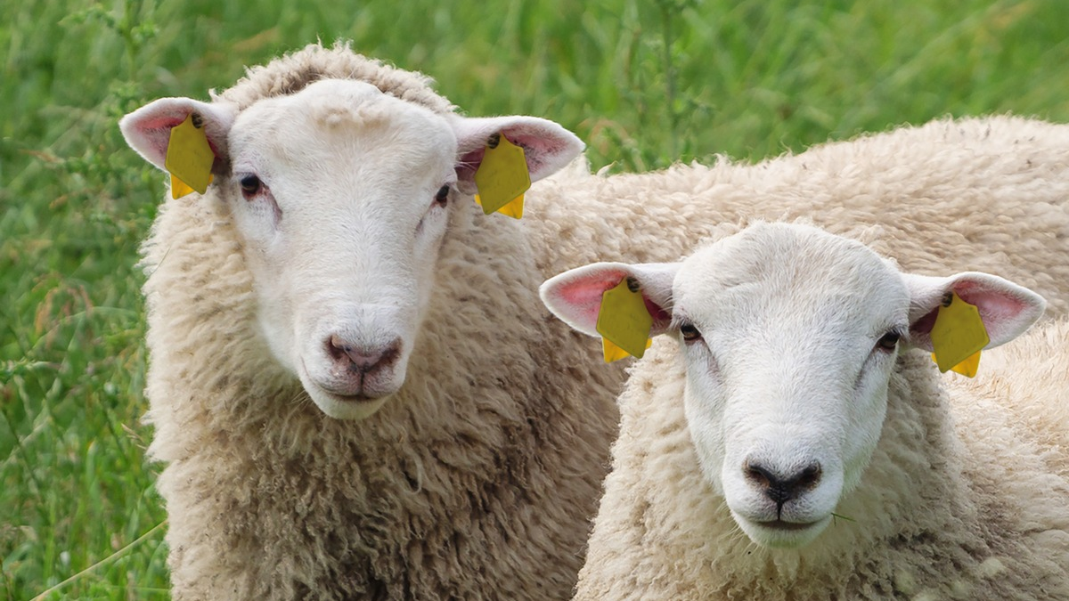 Durch Mücken übertragene Erkrankungen auf dem Vormarsch: Gut geschützt gegen die Blauzungenkrankheit - auf EHD vorbereiten - Impfstoffe in Rekordzeit zugelassen - Foto: presseportal.de