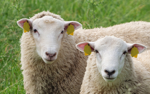 Durch Mücken übertragene Erkrankungen auf dem Vormarsch: Gut geschützt gegen die Blauzungenkrankheit - auf EHD vorbereiten - Impfstoffe in Rekordzeit zugelassen - Foto: presseportal.de