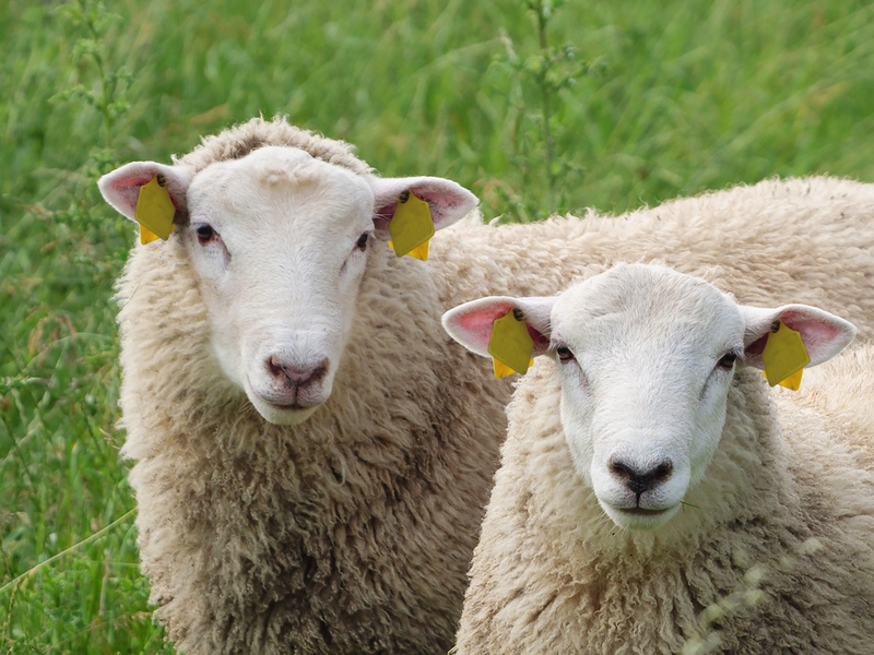 Durch Mücken übertragene Erkrankungen auf dem Vormarsch: Gut geschützt gegen die Blauzungenkrankheit - auf EHD vorbereiten - Impfstoffe in Rekordzeit zugelassen - Foto: presseportal.de