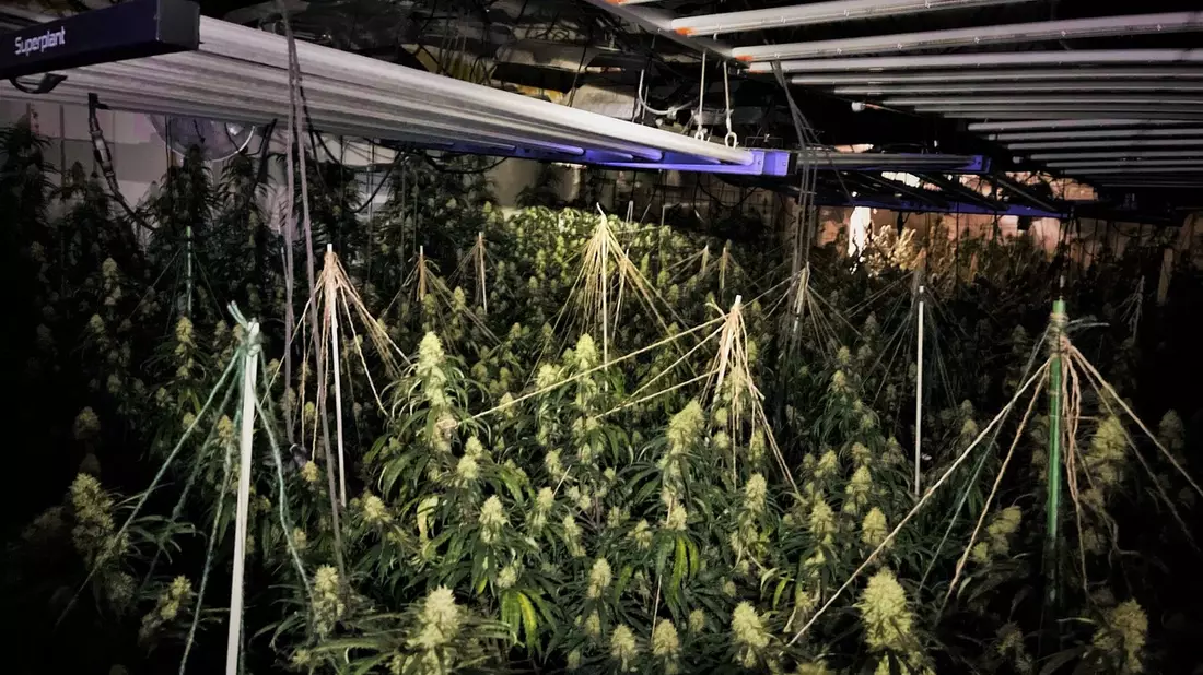 POL-BOR: Südlohn - Polizei stellt Cannabispflanzen und Aufzuchtanlage sicher - Bild: presseportal.de