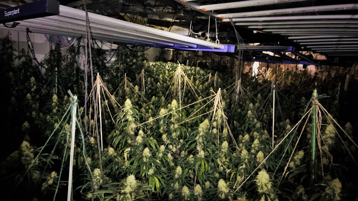 POL-BOR: Südlohn - Polizei stellt Cannabispflanzen und Aufzuchtanlage sicher - Foto: presseportal.de