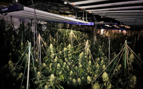 POL-BOR: Südlohn - Polizei stellt Cannabispflanzen und Aufzuchtanlage sicher - Foto: presseportal.de POL-BOR: Südlohn - Polizei stellt Cannabispflanzen und Aufzuchtanlage sicher - Foto: presseportal.de