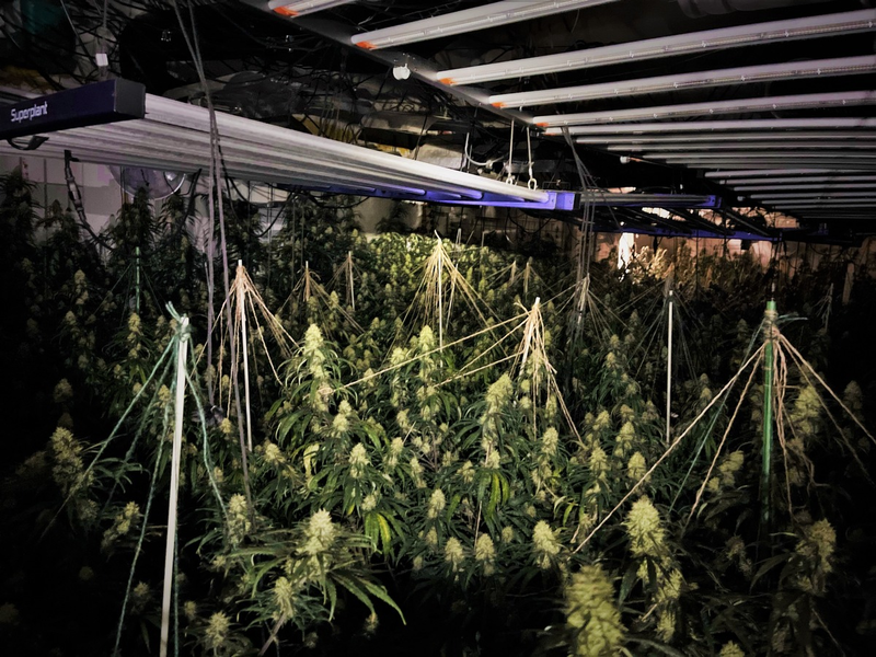 POL-BOR: Südlohn - Polizei stellt Cannabispflanzen und Aufzuchtanlage sicher - Foto: presseportal.de