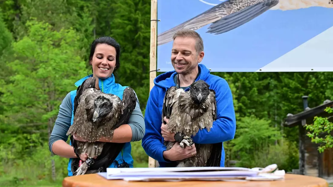 Fünf Jahre Bartgeier-Fieber: Generl und Luisa bereichern die deutsche Alpenwelt / LBV und Nationalpark Berchtesgaden wildern junge Bartgeier aus / Geier in Felsnische per Live-Webcam beobachten - Bild: presseportal.de