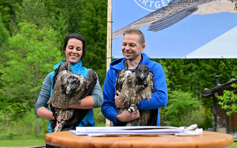 Fünf Jahre Bartgeier-Fieber: Generl und Luisa bereichern die deutsche Alpenwelt / LBV und Nationalpark Berchtesgaden wildern junge Bartgeier aus / Geier in Felsnische per Live-Webcam beobachten - Foto: presseportal.de