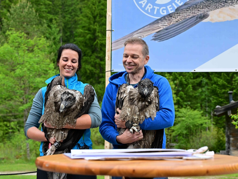 Fünf Jahre Bartgeier-Fieber: Generl und Luisa bereichern die deutsche Alpenwelt / LBV und Nationalpark Berchtesgaden wildern junge Bartgeier aus / Geier in Felsnische per Live-Webcam beobachten - Foto: presseportal.de