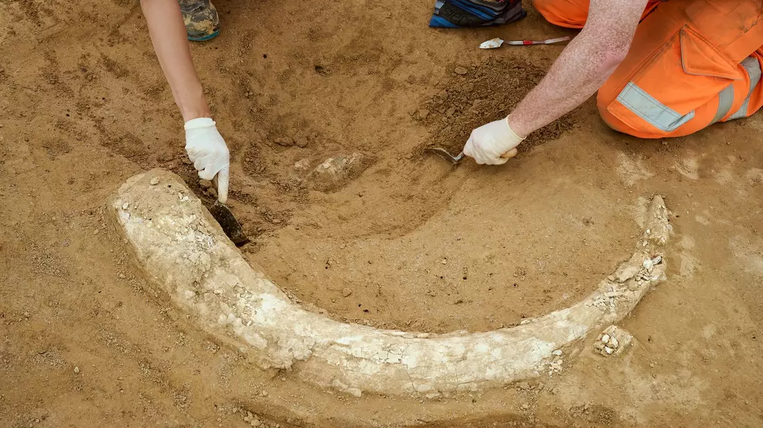 Der Fund stammt aus der Eiszeit und dürfte Experten zufolge mindestens 12.000 Jahre alt sein.  - Bild: Moritz Reich/TransnetBW/dpa