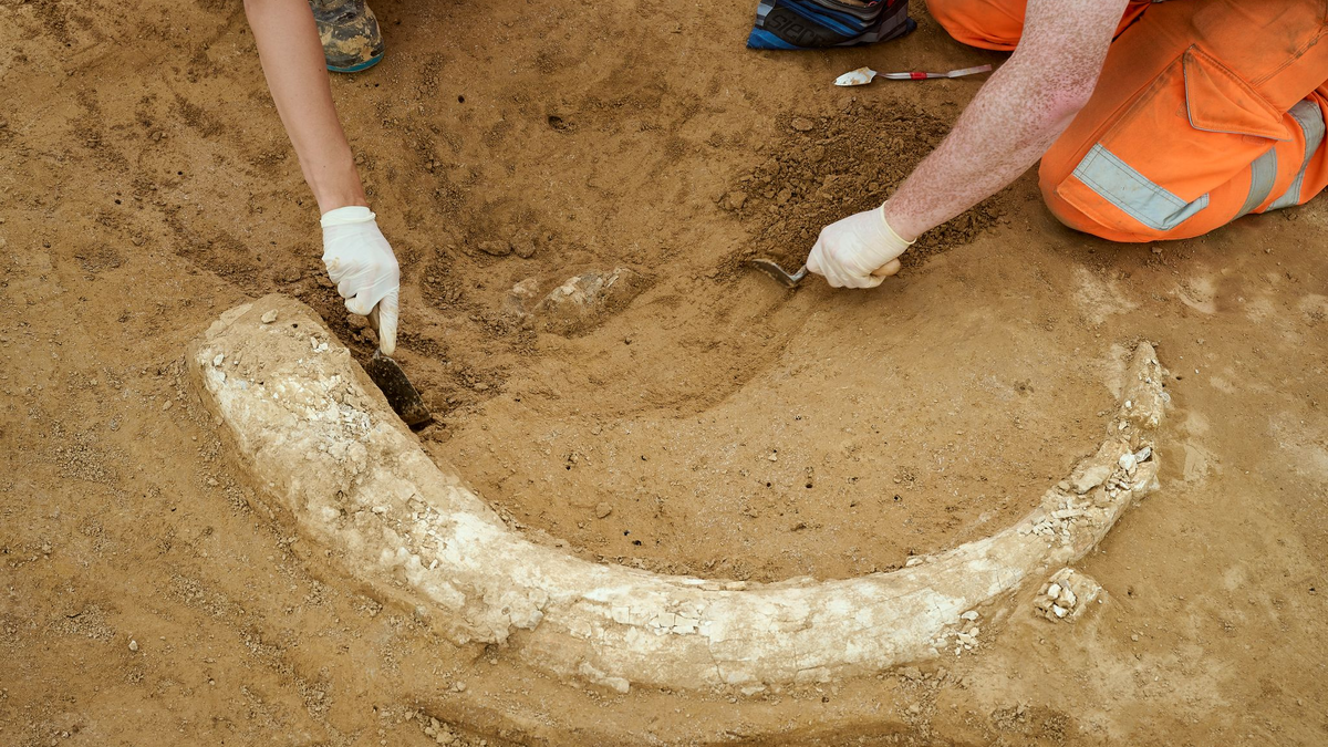 Der Fund stammt aus der Eiszeit und dürfte Experten zufolge mindestens 12.000 Jahre alt sein.  - Foto: Moritz Reich/TransnetBW/dpa