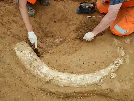Der Fund stammt aus der Eiszeit und dürfte Experten zufolge mindestens 12.000 Jahre alt sein.  - Foto: Moritz Reich/TransnetBW/dpa
