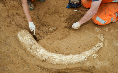 Der Fund stammt aus der Eiszeit und dürfte Experten zufolge mindestens 12.000 Jahre alt sein.  - Foto: Moritz Reich/TransnetBW/dpa