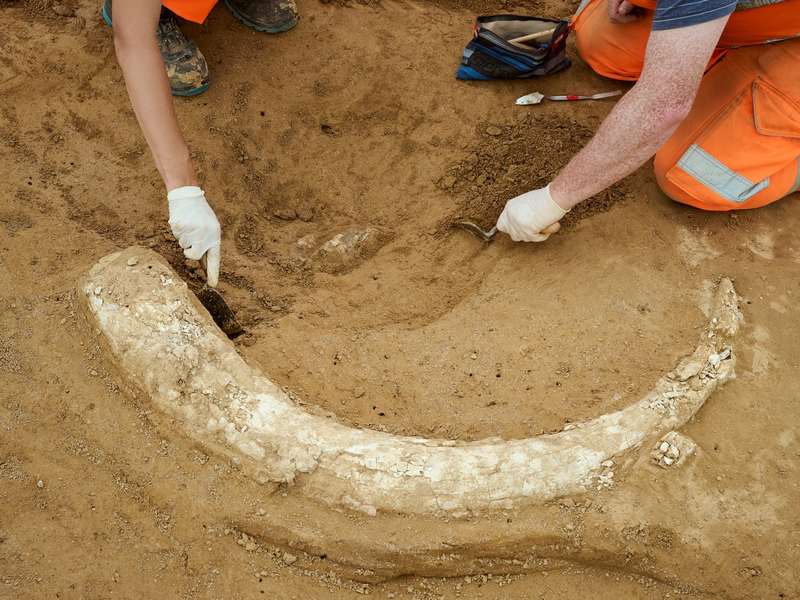 Der Fund stammt aus der Eiszeit und dürfte Experten zufolge mindestens 12.000 Jahre alt sein.  - Foto: Moritz Reich/TransnetBW/dpa