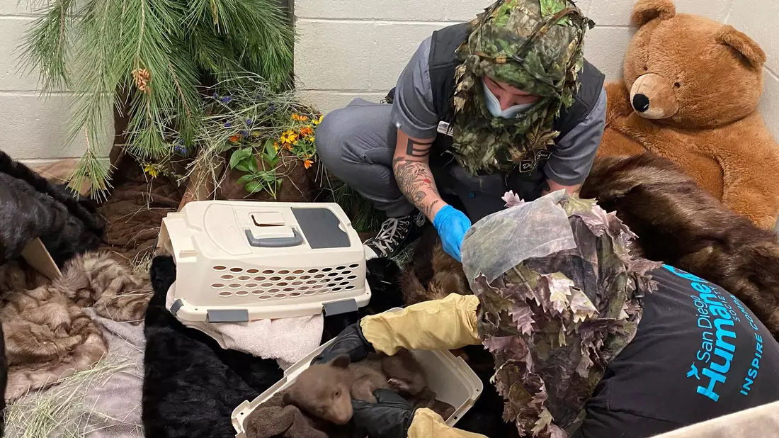 Alles soll so natürlich wie möglich bleiben, um das Bärenbaby nicht an Menschen zu gewöhnen. - Bild: -/San Diego Humane Society/AP/dpa