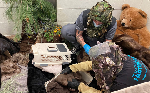 Alles soll so natürlich wie möglich bleiben, um das Bärenbaby nicht an Menschen zu gewöhnen. - Foto: -/San Diego Humane Society/AP/dpa