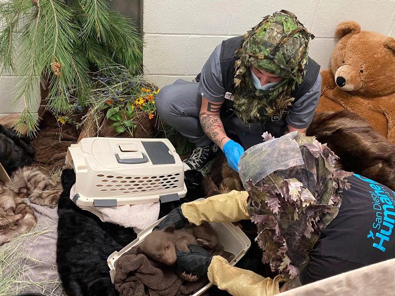 Alles soll so natürlich wie möglich bleiben, um das Bärenbaby nicht an Menschen zu gewöhnen. - Foto: -/San Diego Humane Society/AP/dpa