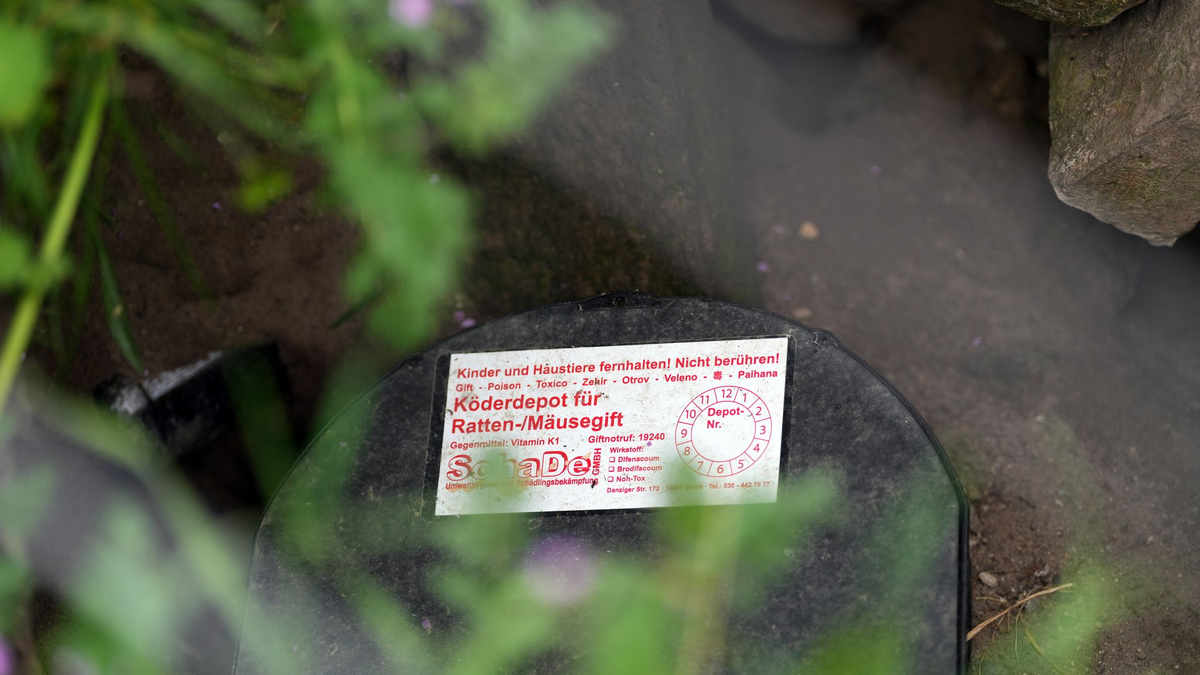 Nach EU-Recht ist Rattengift in Ausnahmefällen für begrenzte Dauer erlaubt (Archivbild). - Foto: Soeren Stache/dpa