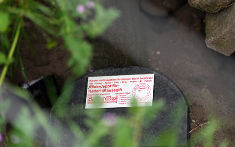 Nach EU-Recht ist Rattengift in Ausnahmefällen für begrenzte Dauer erlaubt (Archivbild). - Foto: Soeren Stache/dpa