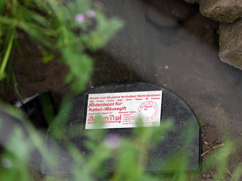 Nach EU-Recht ist Rattengift in Ausnahmefällen für begrenzte Dauer erlaubt (Archivbild). - Foto: Soeren Stache/dpa