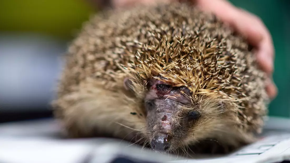 Mähroboter sind wahre Todesfallen für Igel. (Foto-Archiv) - Bild: Marius Becker/dpa