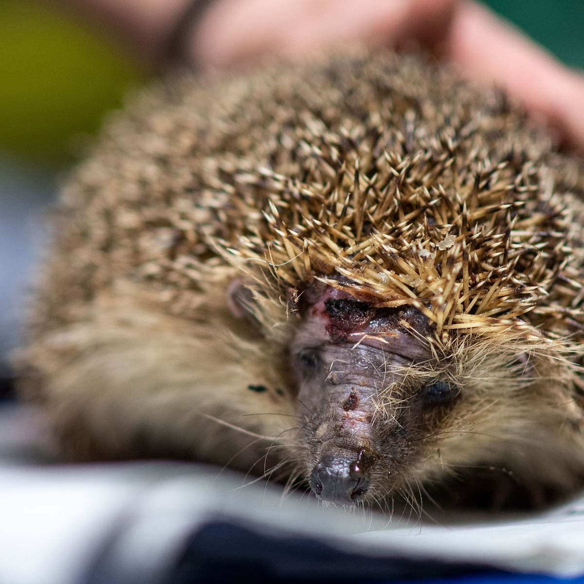 Mähroboter sind wahre Todesfallen für Igel. (Foto-Archiv) - Foto: Marius Becker/dpa