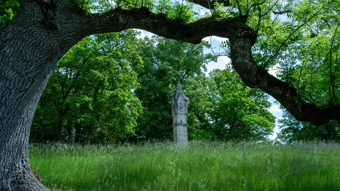 Hinter einer Trauer-Esche, deren Zweige vom Eschentriebsterben gezeichnet sind, ist ein Turm des Schlosses Rosenau zu sehen. - Bild: Pia Bayer/dpa