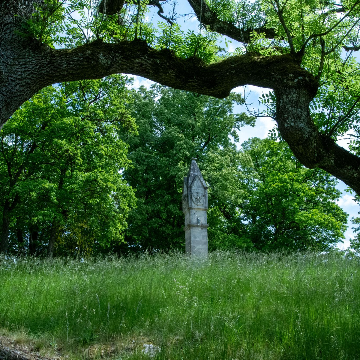 Hinter einer Trauer-Esche, deren Zweige vom Eschentriebsterben gezeichnet sind, ist ein Turm des Schlosses Rosenau zu sehen. - Foto: Pia Bayer/dpa