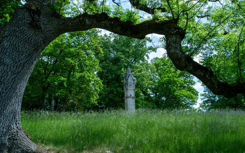 Hinter einer Trauer-Esche, deren Zweige vom Eschentriebsterben gezeichnet sind, ist ein Turm des Schlosses Rosenau zu sehen. - Foto: Pia Bayer/dpa