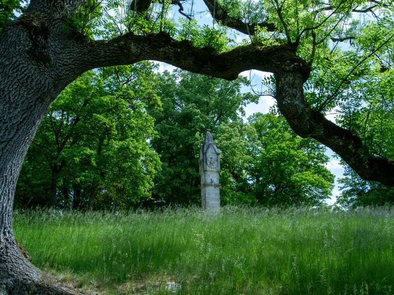 Hinter einer Trauer-Esche, deren Zweige vom Eschentriebsterben gezeichnet sind, ist ein Turm des Schlosses Rosenau zu sehen. - Foto: Pia Bayer/dpa