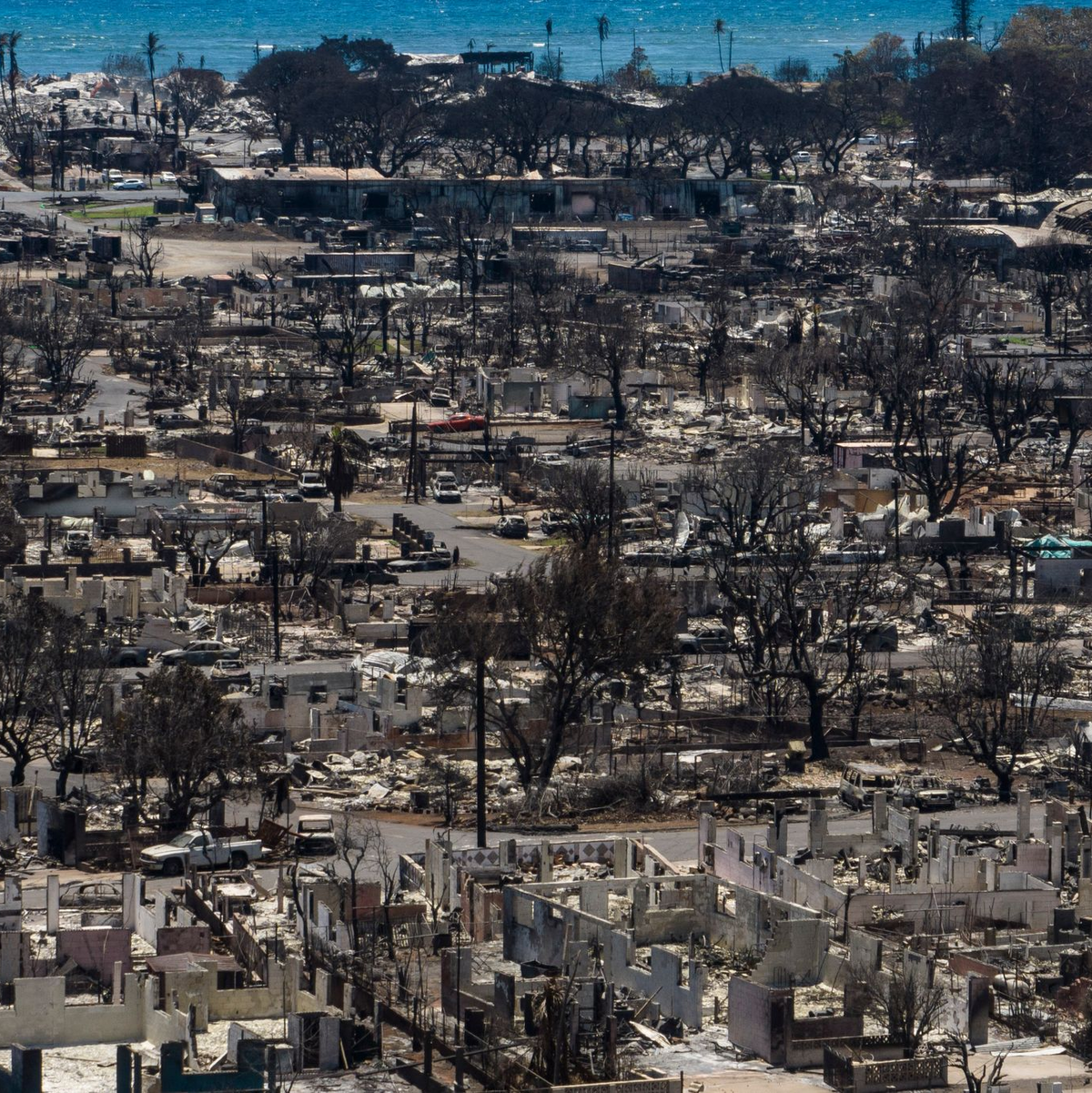 Eine neue Steuer soll Projekte finanzieren, die die Natur schützen und den Klimawandel bekämpfen. (Archiv)  - Foto: Jae C. Hong/AP/dpa