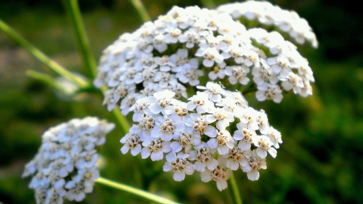 Arzneipflanze des Jahres 2025: Die Gemeine Schafgarbe - Foto: presseportal.de