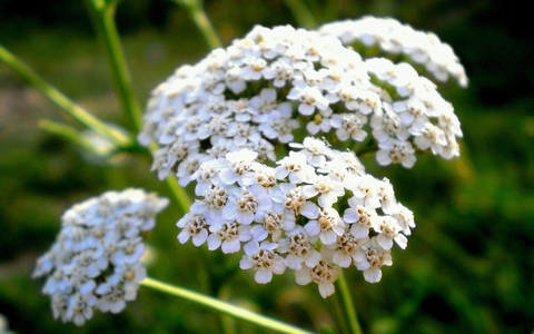 Arzneipflanze des Jahres 2025: Die Gemeine Schafgarbe - Foto: presseportal.de