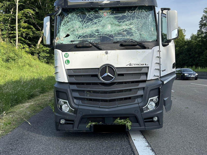POL-OH: Umgefallener Baum auf Autobahn A7 zertrümmert Windschutzscheibe von LKW - Foto: presseportal.de
