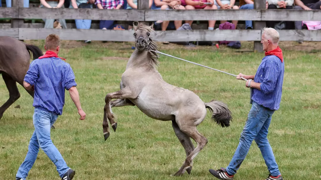 Wildpferde im Münsterland bei Dülmen - einmal im Jahr werden die Junghengste gefangen. - Bild: Christoph Reichwein/dpa