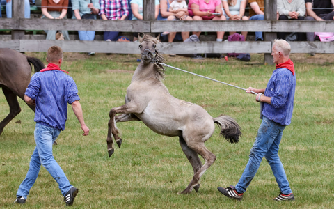 Wildpferde im Münsterland bei Dülmen - einmal im Jahr werden die Junghengste gefangen. - Foto: Christoph Reichwein/dpa Wildpferde im Münsterland bei Dülmen - einmal im Jahr werden die Junghengste gefangen. - Foto: Christoph Reichwein/dpa