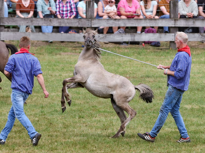 Wildpferde im Münsterland bei Dülmen - einmal im Jahr werden die Junghengste gefangen. - Foto: Christoph Reichwein/dpa