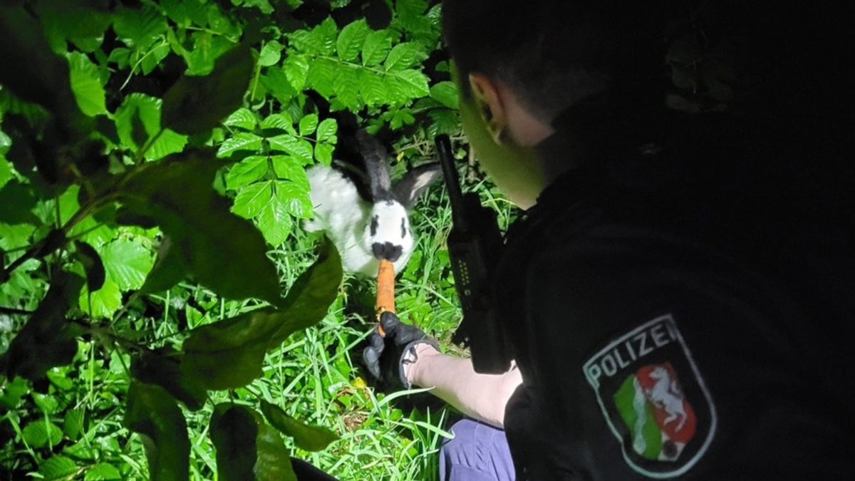 POL-SO: Kaninchen ausgesetzt - Foto: presseportal.de