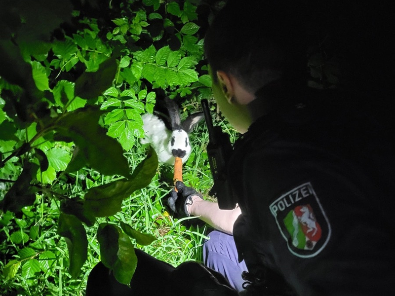 POL-SO: Kaninchen ausgesetzt - Foto: presseportal.de
