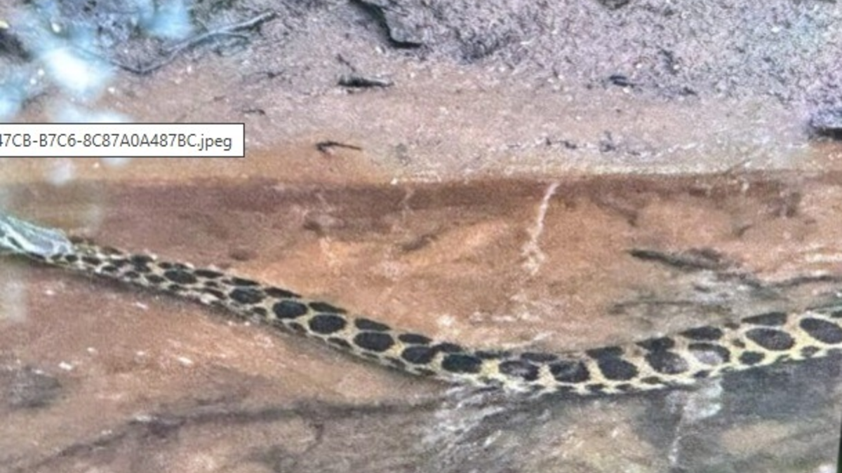 POL-SE: Quickborn - Anakonda im Bachlauf - Polizei sucht Zeugen - Foto: presseportal.de