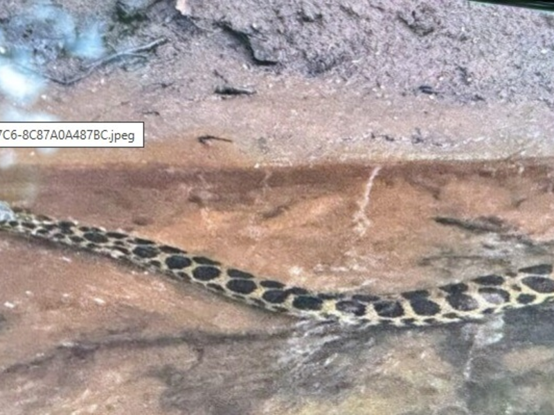 POL-SE: Quickborn - Anakonda im Bachlauf - Polizei sucht Zeugen - Foto: presseportal.de