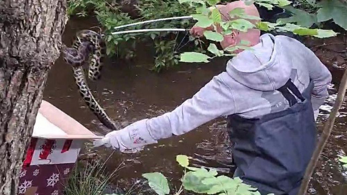 Anakonda im Bachlauf (Archiv) - Foto: Polizeidirektion Bad Segeberg,  Text: über dts Nachrichtenagentur