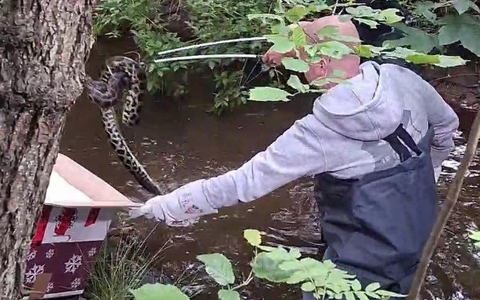 Anakonda im Bachlauf (Archiv) - Foto: Polizeidirektion Bad Segeberg, Text: über dts Nachrichtenagentur Anakonda im Bachlauf (Archiv) - Foto: Polizeidirektion Bad Segeberg, Text: über dts Nachrichtenagentur