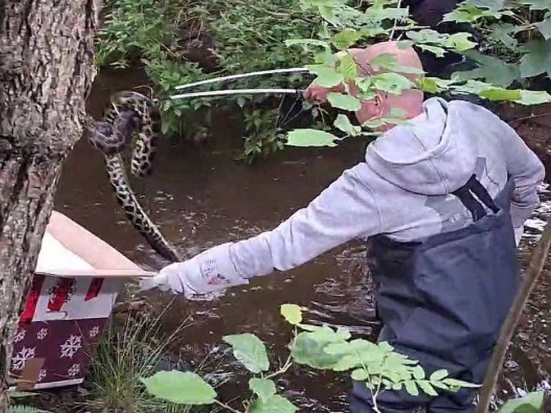 Anakonda im Bachlauf (Archiv) - Foto: Polizeidirektion Bad Segeberg,  Text: über dts Nachrichtenagentur