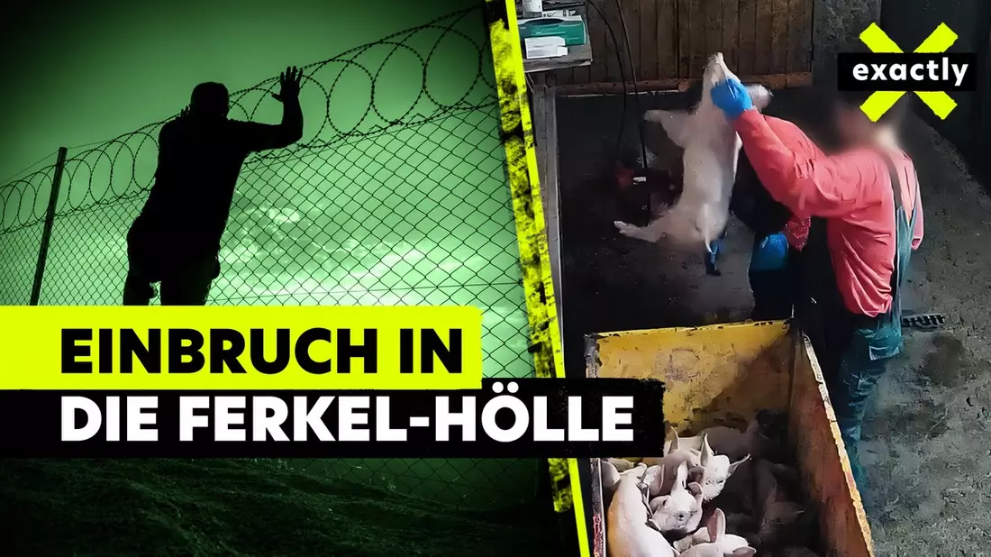 MDR-Reihe „exactly“ zum Thema: „Lebendig im Müll – so grausam werden Ferkel getötet“ - Bild: presseportal.de