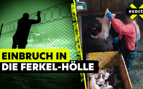 MDR-Reihe „exactly“ zum Thema: „Lebendig im Müll – so grausam werden Ferkel getötet“ - Foto: presseportal.de MDR-Reihe „exactly“ zum Thema: „Lebendig im Müll – so grausam werden Ferkel getötet“ - Foto: presseportal.de