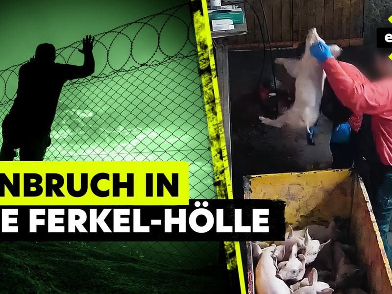 MDR-Reihe „exactly“ zum Thema: „Lebendig im Müll – so grausam werden Ferkel getötet“ - Foto: presseportal.de