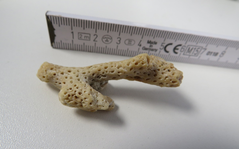 HZA-HN: Urlaubserinnerungen aus Down Under/ Steinkorallen aus Paket sichergestellt - Foto: presseportal.de