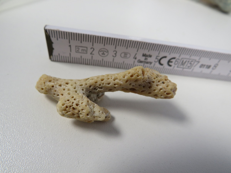 HZA-HN: Urlaubserinnerungen aus Down Under/ Steinkorallen aus Paket sichergestellt - Foto: presseportal.de